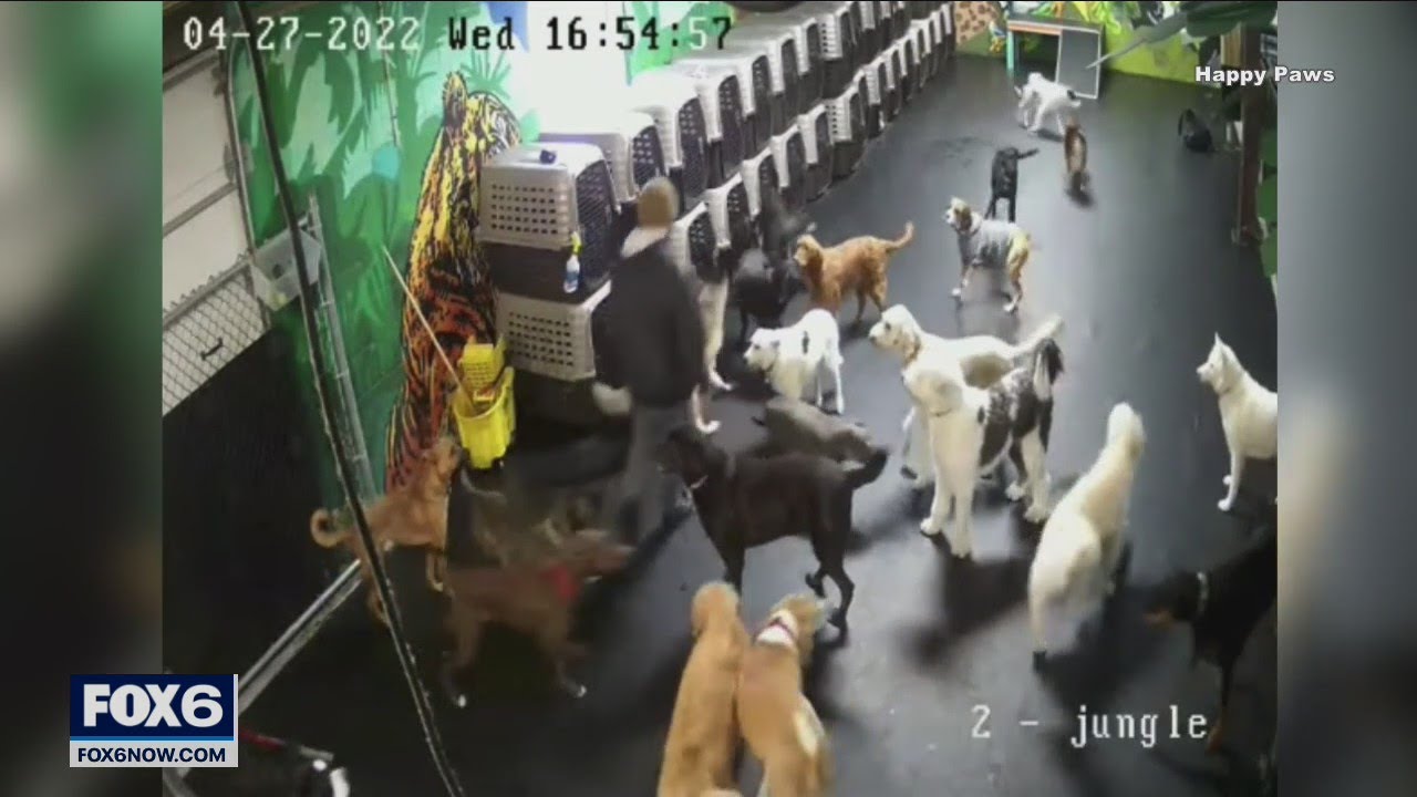 Milwaukee dog daycare takes heat over social media videos | FOX6 News Milwaukee