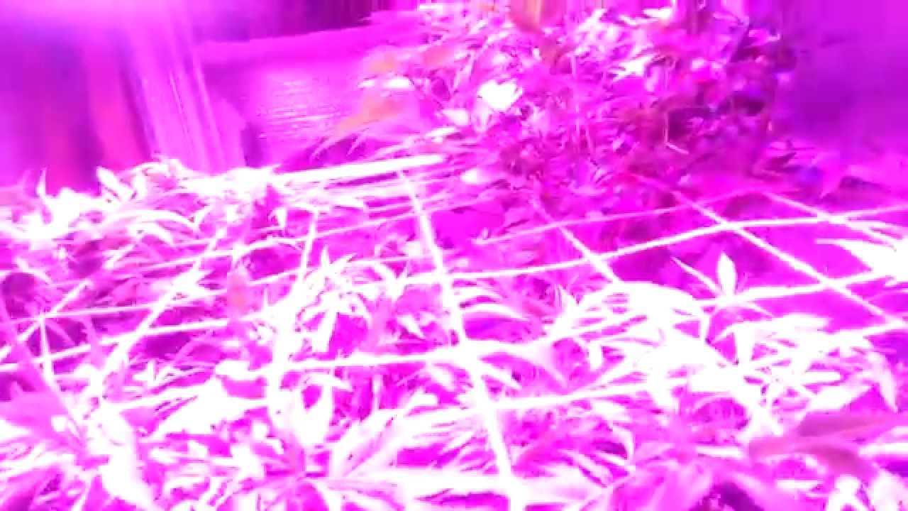 DWC & SOIL SCROG LED indoor grow  Ep. 1