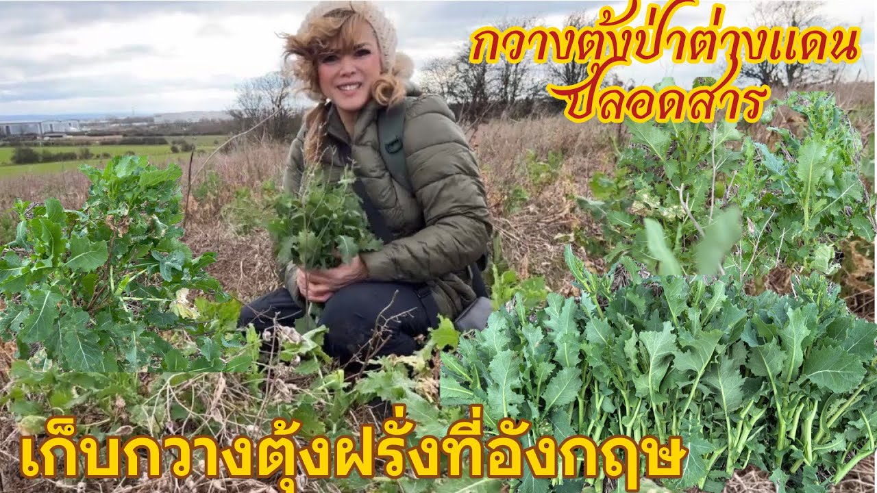 เก็บผักกวางตุ้งฝรั่งอังกฤษ🌱Pick wild canola (Kale) so delicious uk🇬🇧🌱