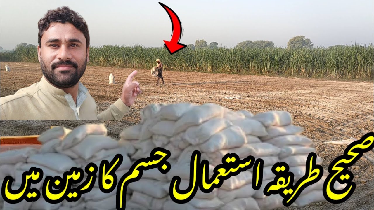 Right Way to use of Gypsum in land | How to use Gypsum in land | Use of Gypsum in Agriculture ||