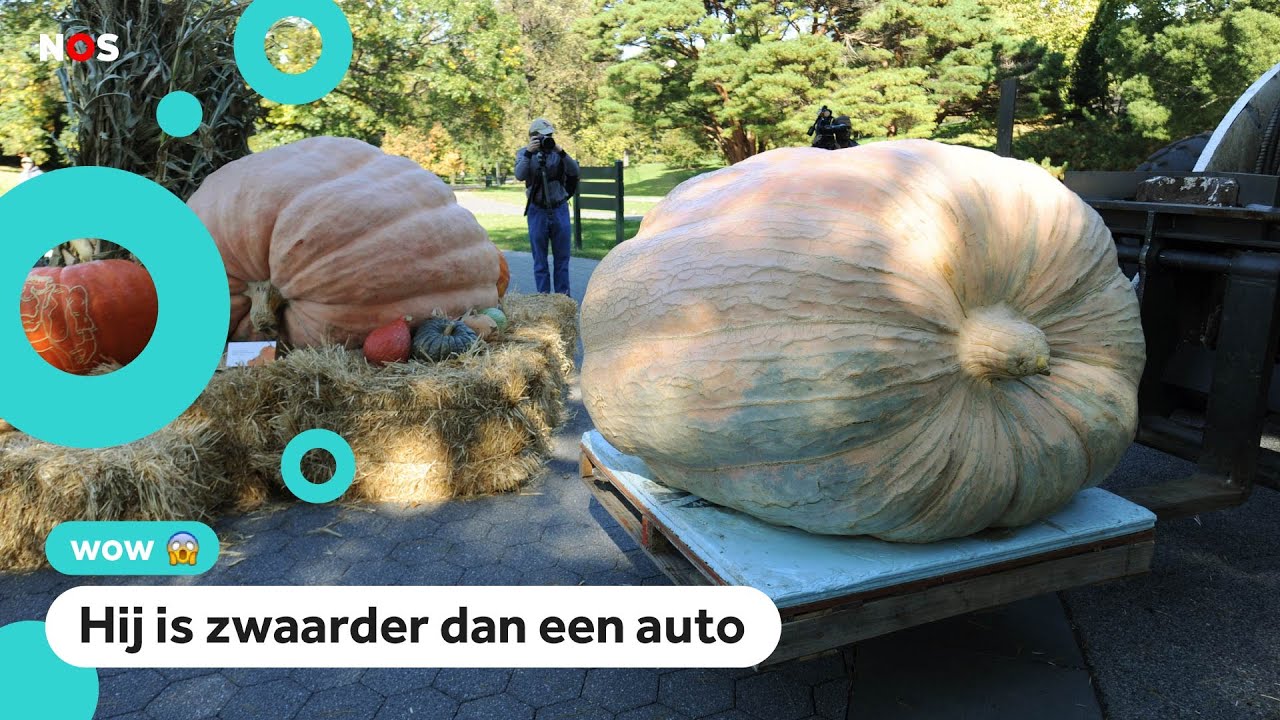 Wat is de grootste pompoen ter wereld?