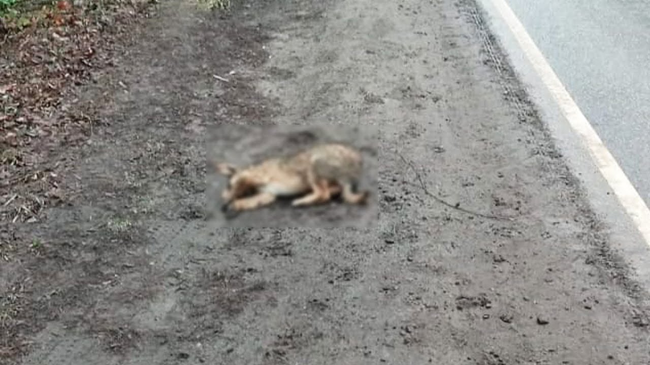 The puppy lies there crying waiting for help and the sad truth behind