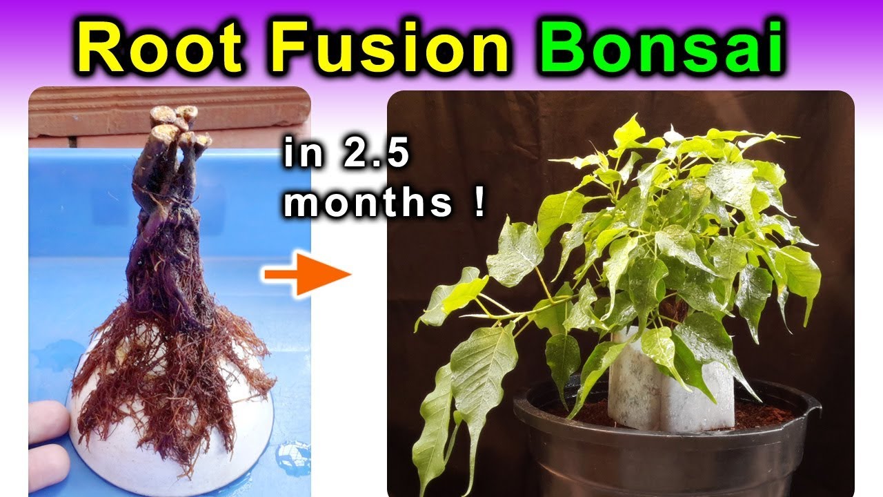 Ficus Root Fusion Bonsai Update - Has subtitles