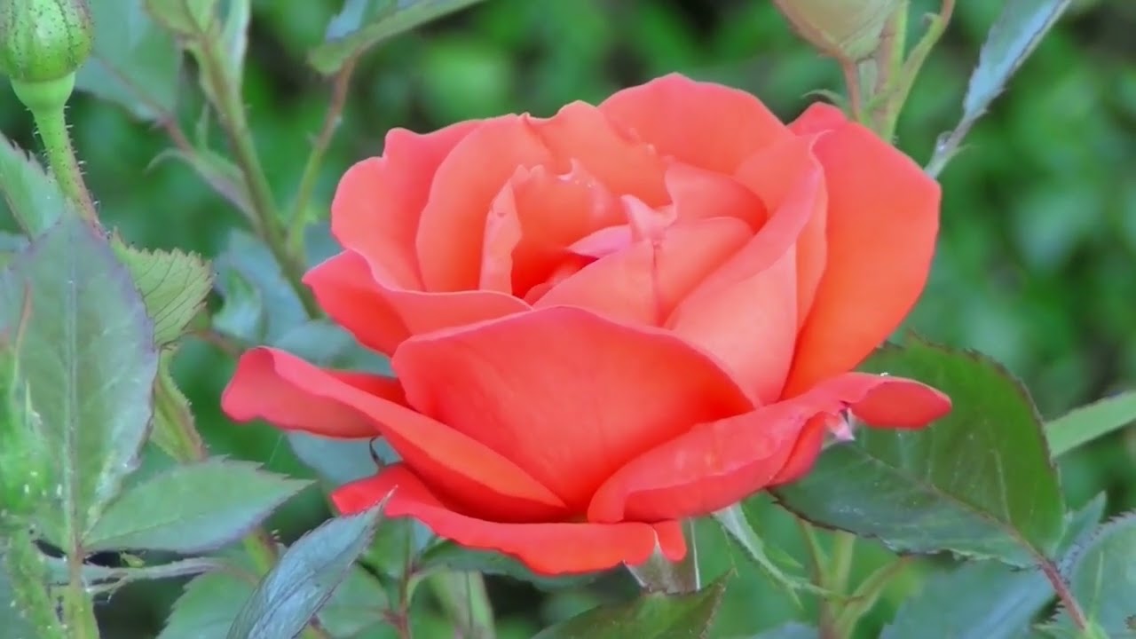 Where the Roses Never Fade