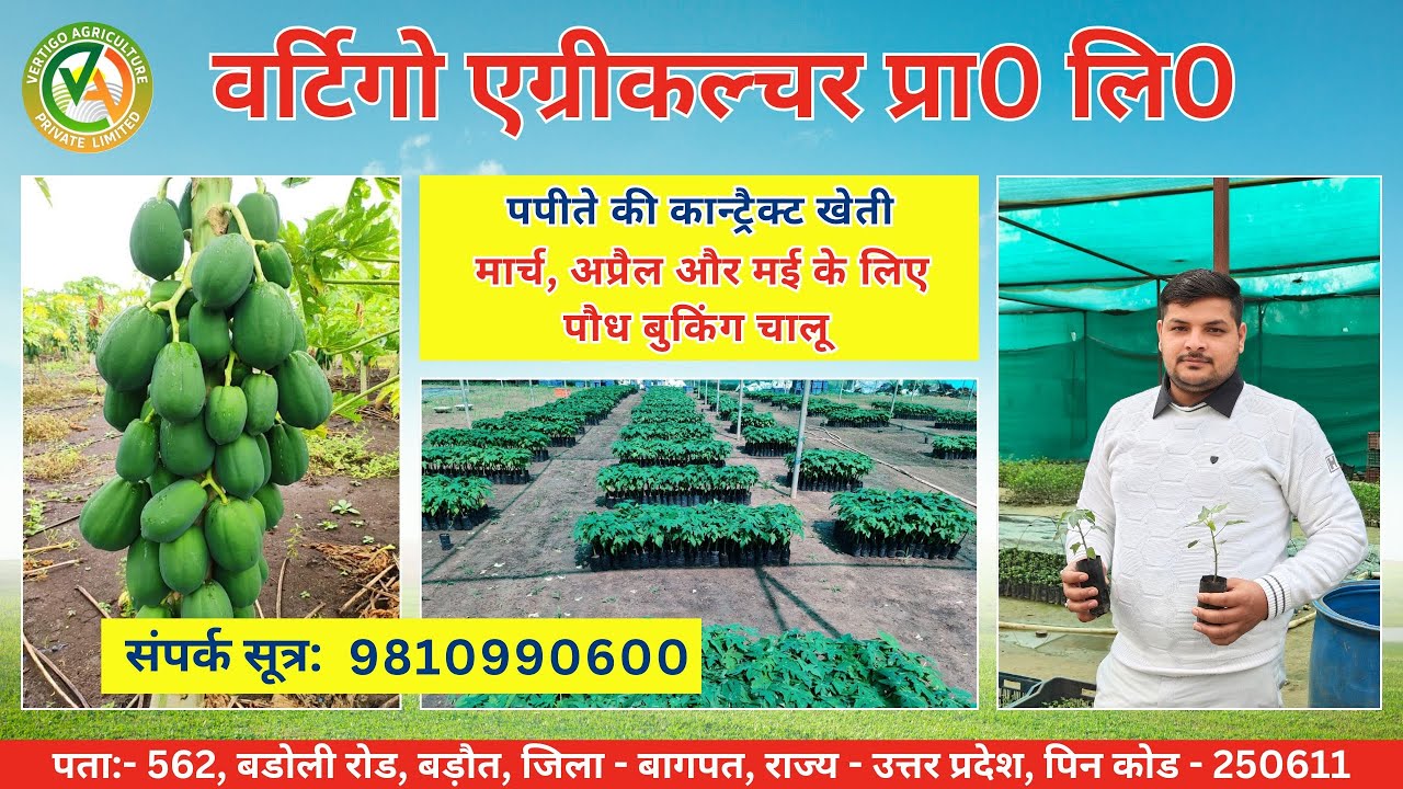 1. पपीते की कॉन्ट्रैक्ट खेती, खेत तक पौधे वितरण, कंसल्टेशन सपोर्ट, खेत से बाई - बैक, खेत पर पेमेंट