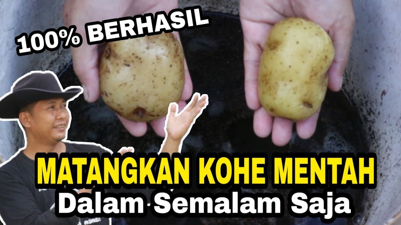 Tanpa Fermentasi!! KOHE Mentah Jadi Pupuk Cair JOS GANDOSS!!!