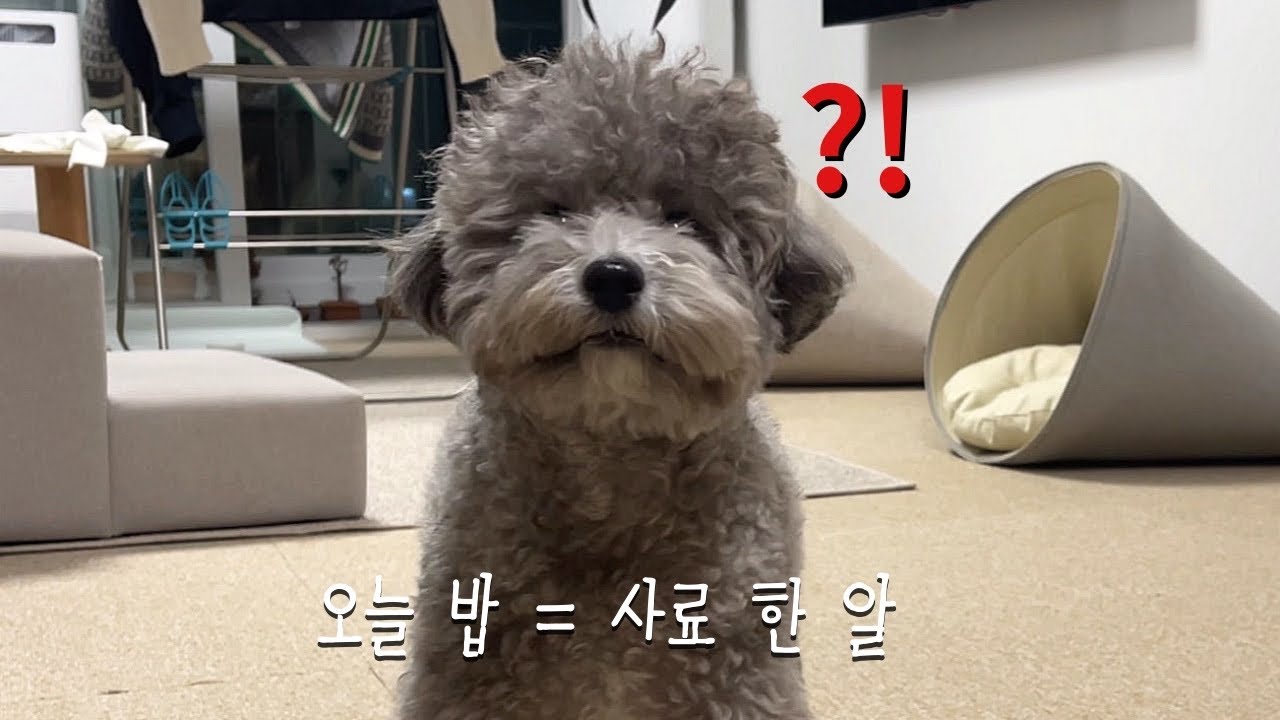 “오늘 이거만 먹어...” 사료 한 알에 귀여움 터진 강아지