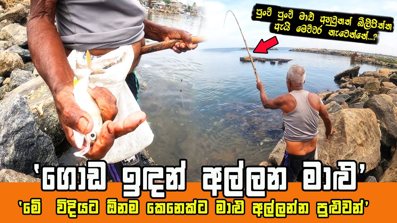 GRANDPA CATCHING FISH IN FISHING ROD | LAND BASED FISHING IN SRI LANKA
