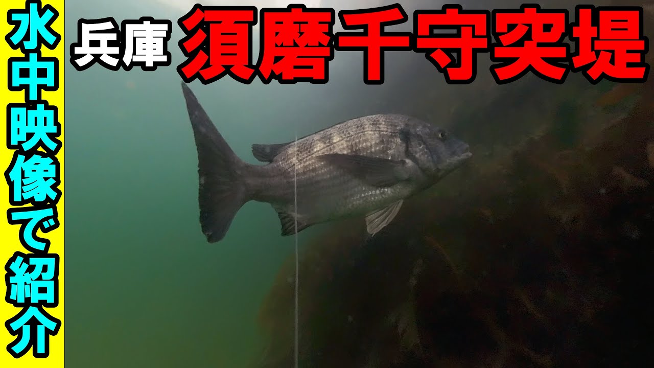 釣り場紹介：水中カメラが捉えた須磨千守突堤のリアルな魚影！【黒鯛・コブダイ】