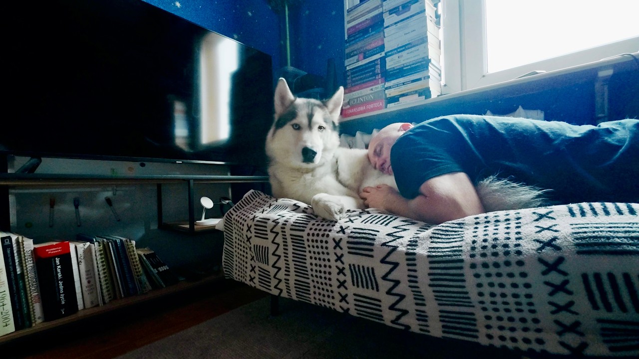 Mój nudny dzień z husky