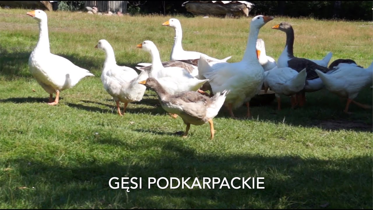 Gęsi Podkarpackie i Kaczki Staropolskie