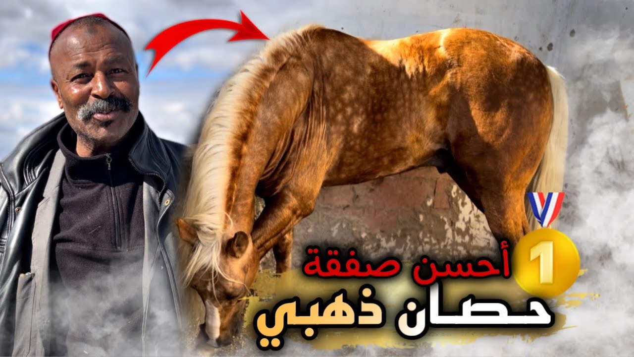 🚨درت أحسن صفقة ✅ شريت حـصـان ذهـبي من عند عائلة عريقة فمجال تبوريدة .. عطيونا إسم لهذ الجمال😍…