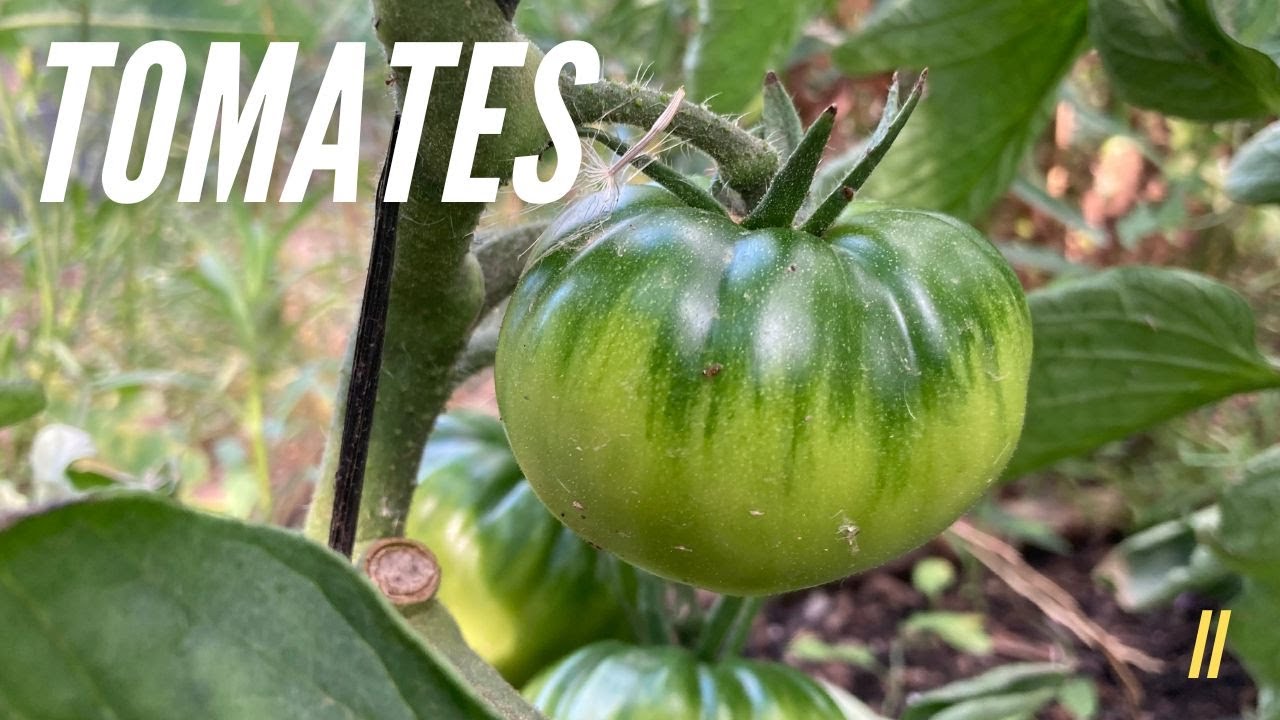 Así están nuestras tomateras