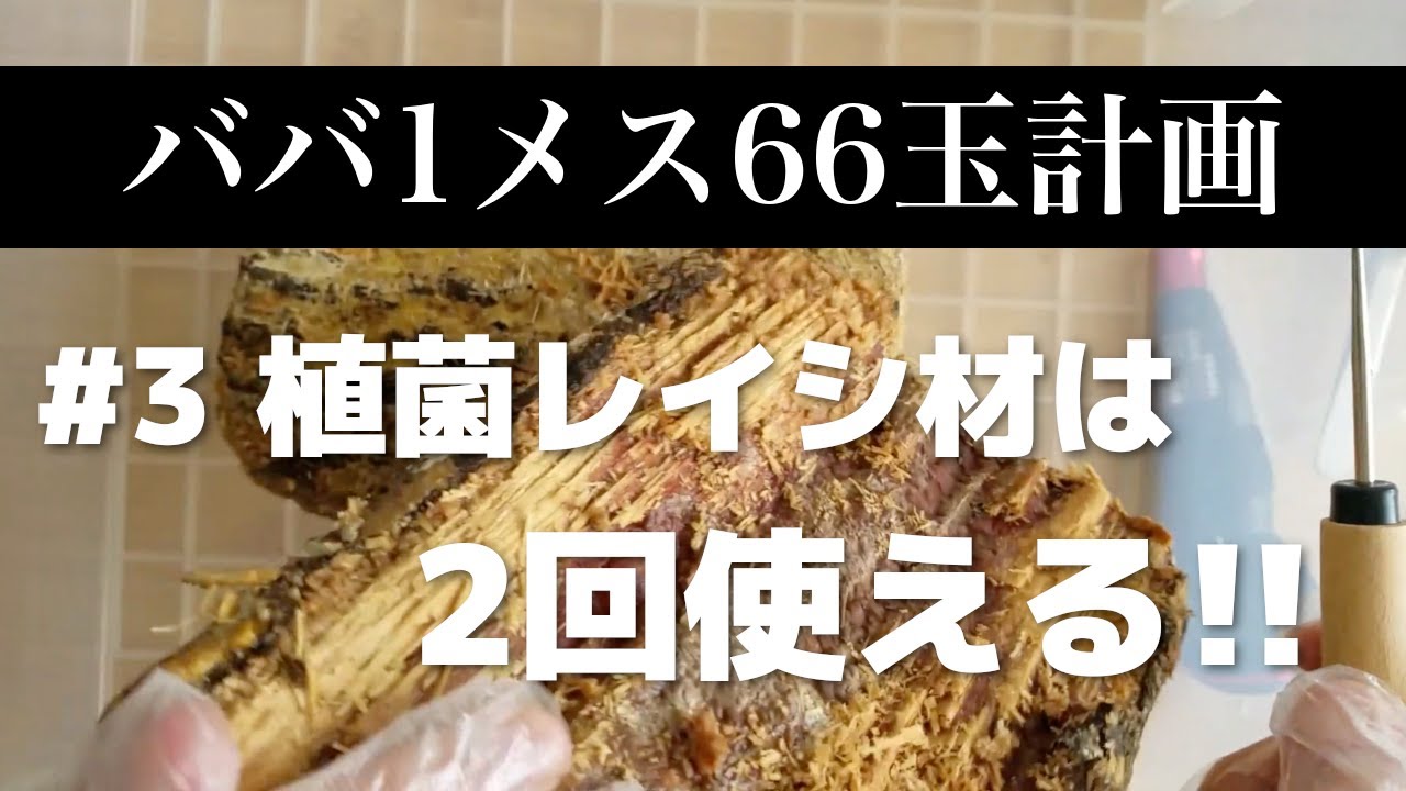 【ババ1メス66玉計画 #3】使い回し植菌レイシ材を使った産卵セット開始【ババオウゴンオニクワガタ】