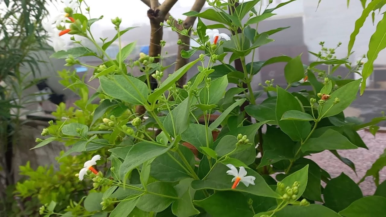 घर में जरूर लगाए ये शुभ पौधा 🪴🍃💫