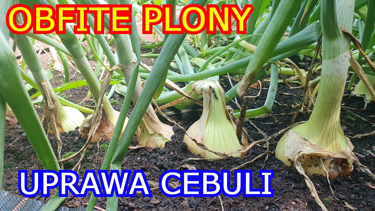 Jak uprawiać Cebulę, aby uzyskać Obfite Plony. Cebula z Dymki i Siewu.