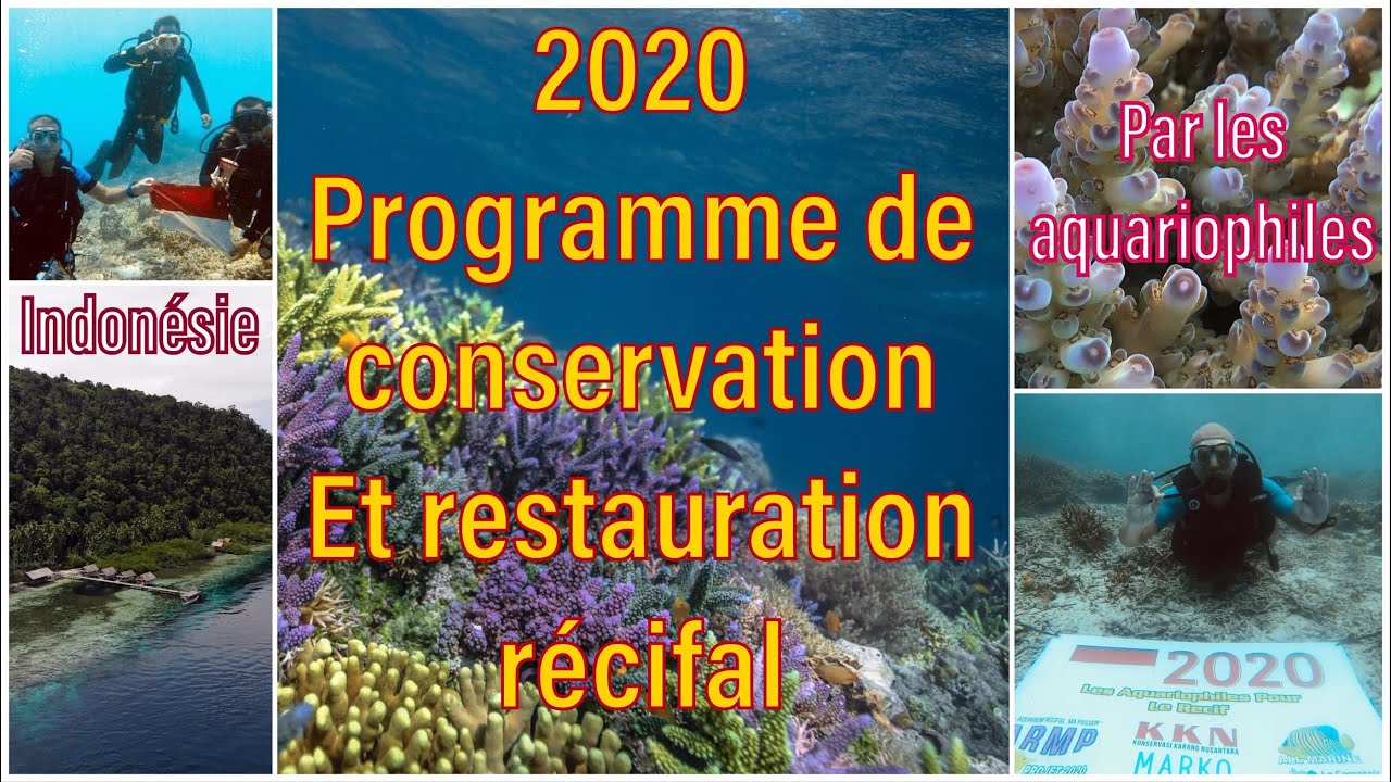 PROGRAMME 2020 , CONSERVATION ET PROTECTION DES CORAUX, VERSION COMPLÈTE ET DÉTAILLÉE. A PARTAGER