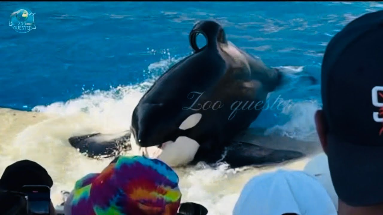 Orca Encounter (Full Show ) Seaworld San Diego 