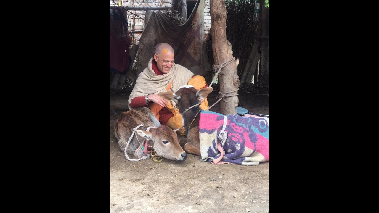 Interview with Krishna Kshetra Maharaja on: caring for cows