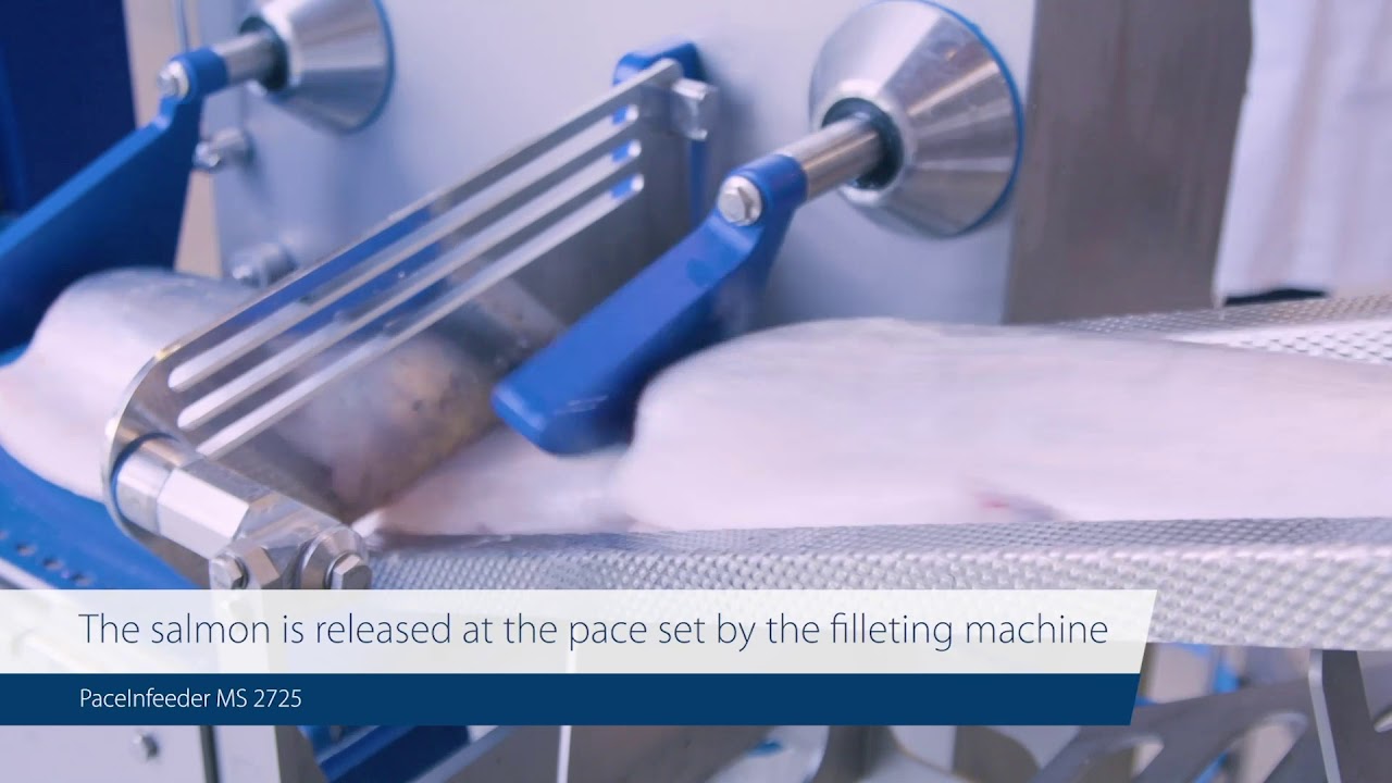 PaceInfeeder MS 2725 – Accurate infeed for filleting