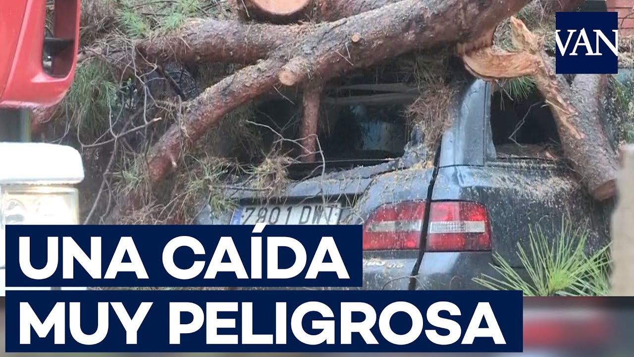 Peligrosa caída de un árbol de grandes dimensiones en Esplugues