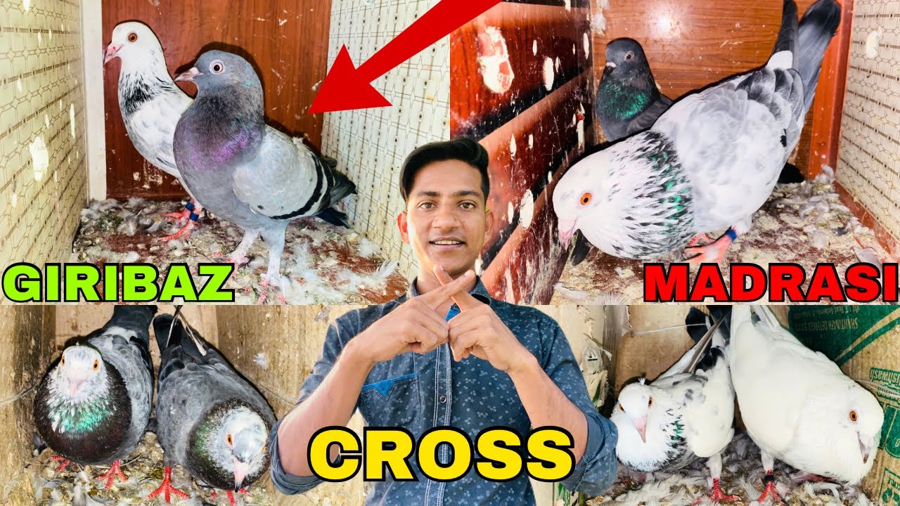 Madrasi Kabootar Se Giribazz CROSS❌ Pigeon breeding progress tips | kabootar breeding |pigeon video
