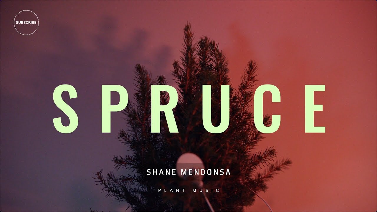 Plant Music - Spruce