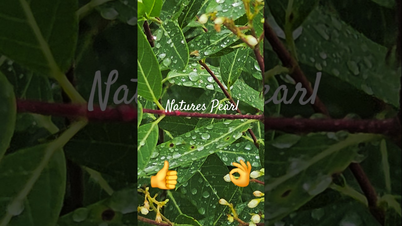 Small Pearls on The Leaf 🍃 l Raindrops 🌧on Leaves l Natures Pearls l Rain 🌧 On Leaves 🍃 Like Pearls