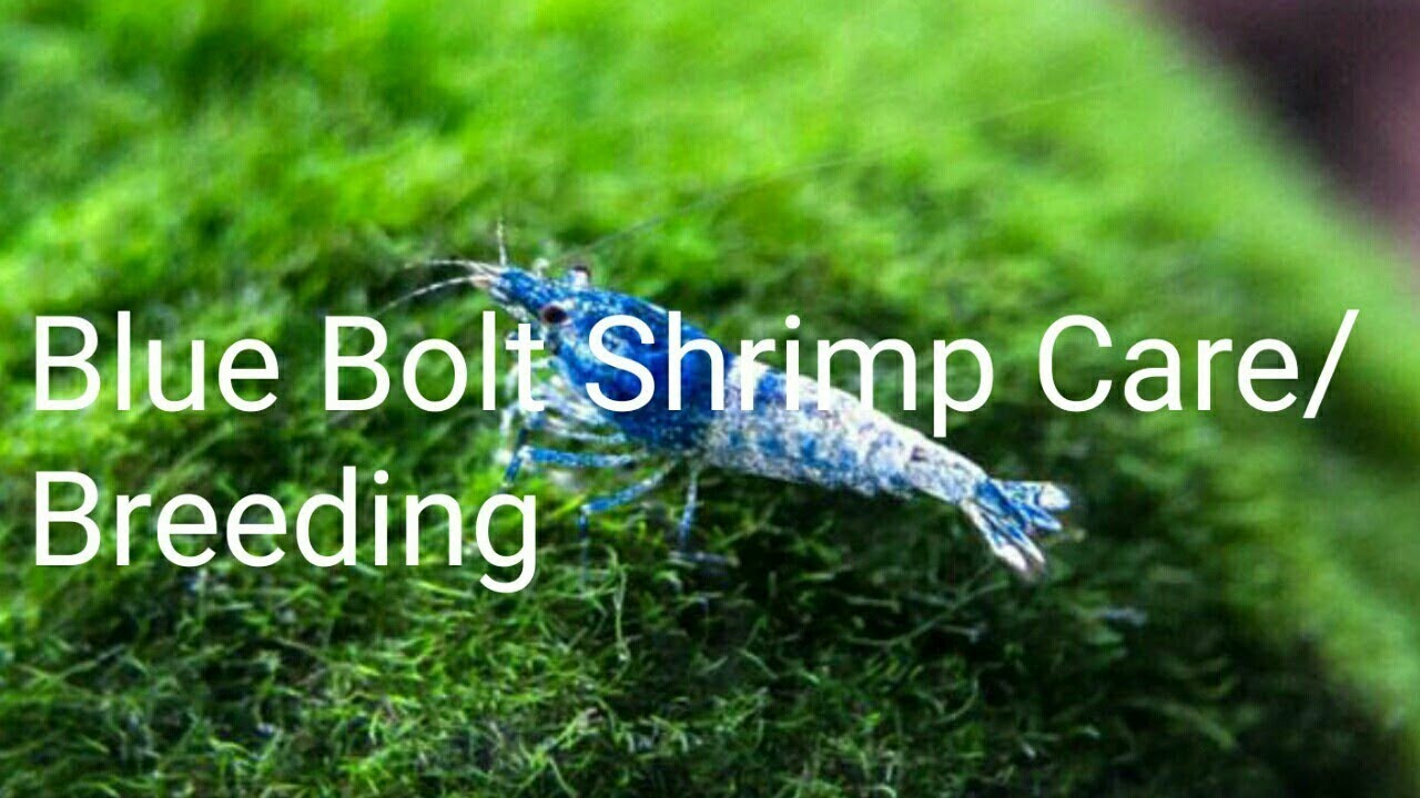 Blue Bolt Shrimp Care And Breeding