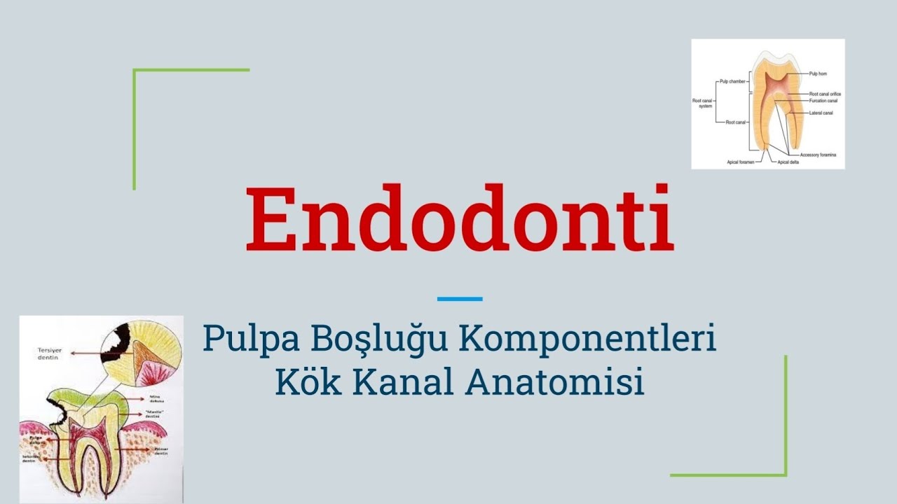Pulpa Boşluğu ve Kök Kanalı Anatomisi | Endodonti Dersleri