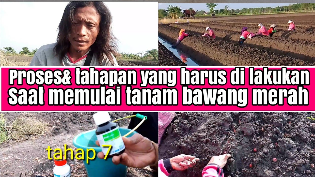 proses& tahapan yang harus di lakukan saat mau tanam bawang merah