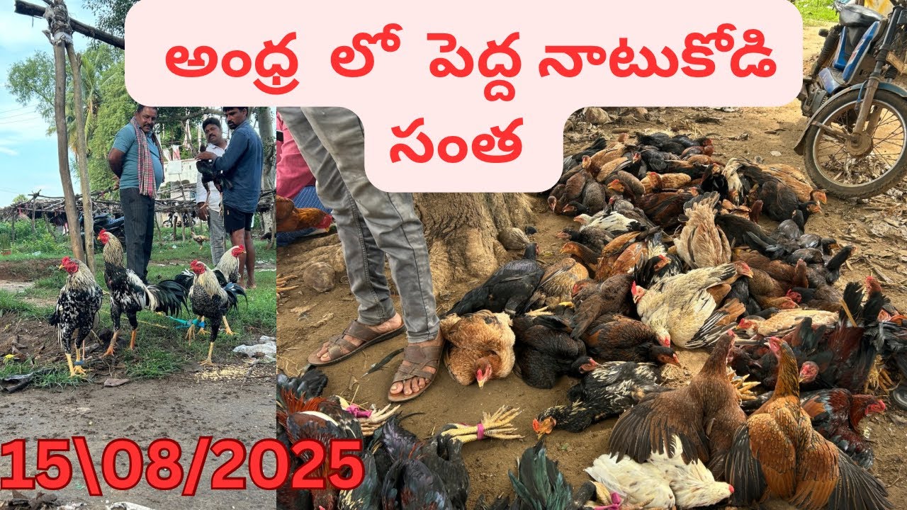 అనకాపల్లి జిల్లా తిమిరాo కోళ్ళు సంత ఇక్కడ చవక #sheep market today#market #hens #natukodi #santha #mp