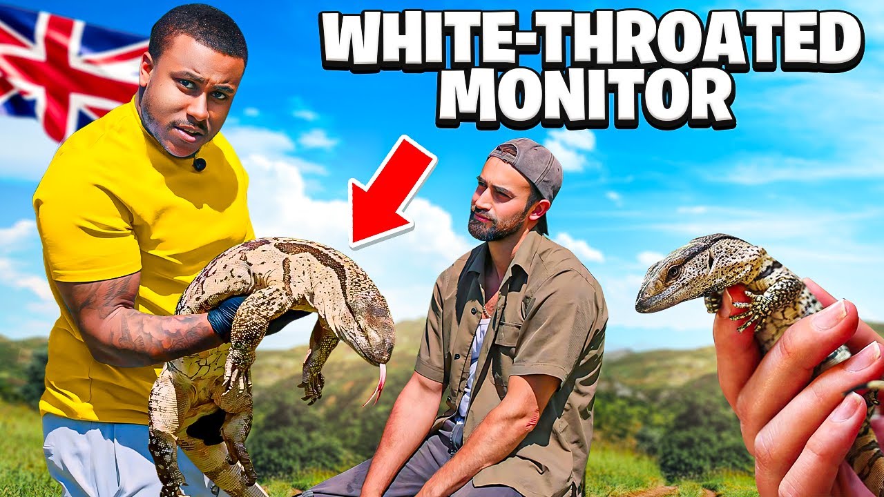 Biggest White Throat Monitor In The UK 🇬🇧