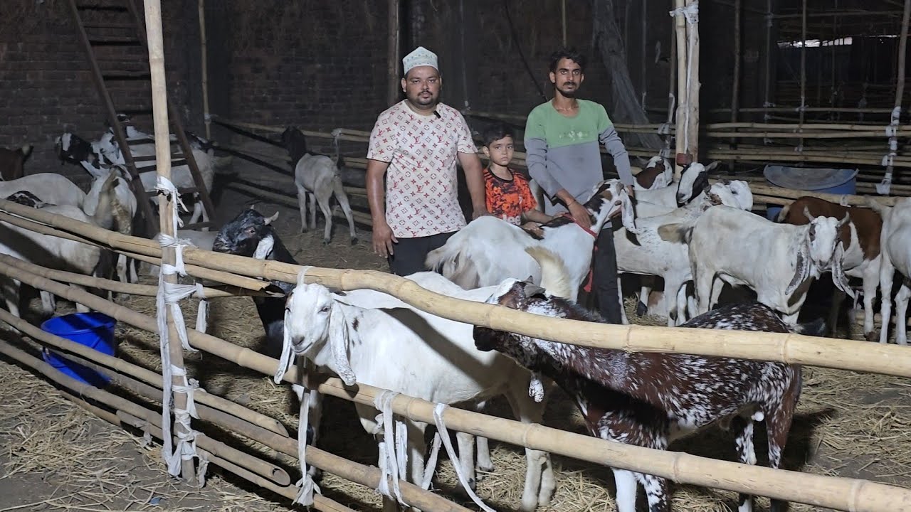 Bhiwandi Bakra Mandi 2025 || Dhamaka Quality Offer Ek Se Ek Qurbani Goats Lo Aur Shouk Karo ||