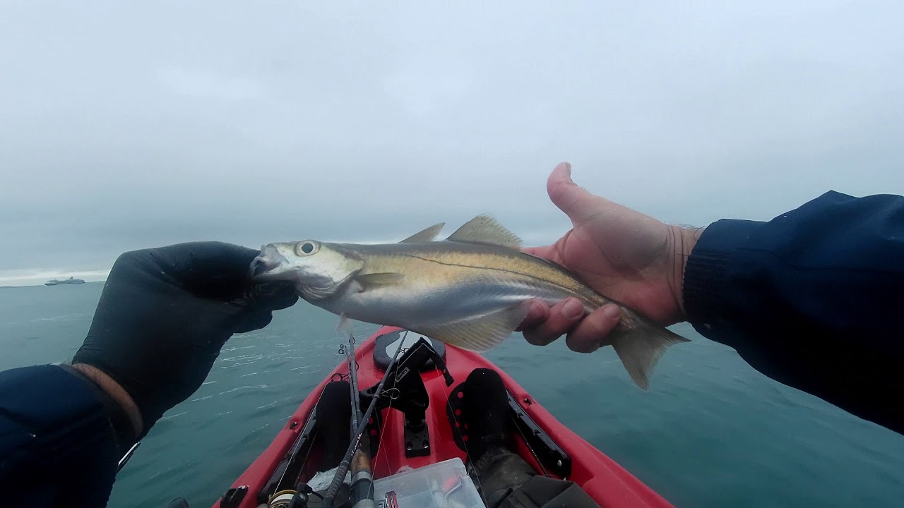 Morning Kayak fishing, Pollock, Whiting & mackerel