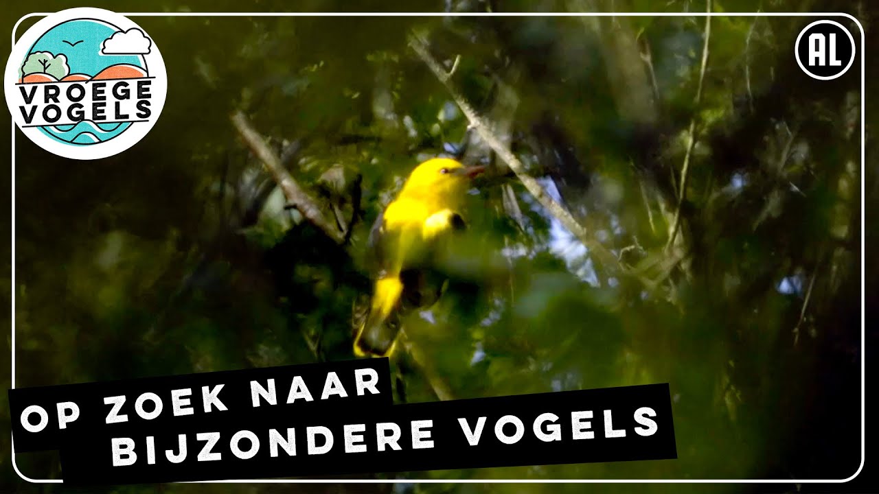 Een divers palet aan vogels | TV | Vroege Vogels