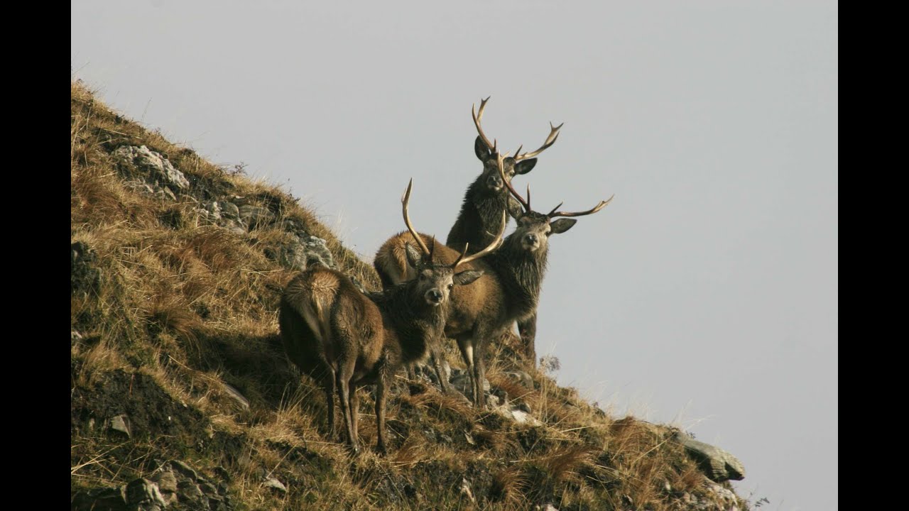 The Shooting Show &ndash; red stag double and Irish foxing