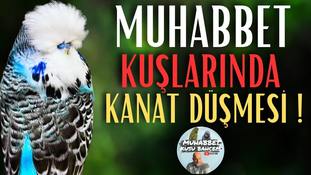 Muhabbet Kuşlarında Kanat Düşmesi Sağlık Sorunlarına Dikkat !