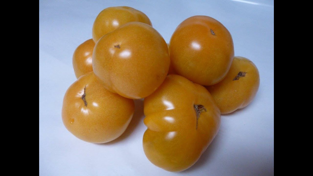 Rare Heirloom Tomatoes (12 varieties in 3rd bed @pumphouse)