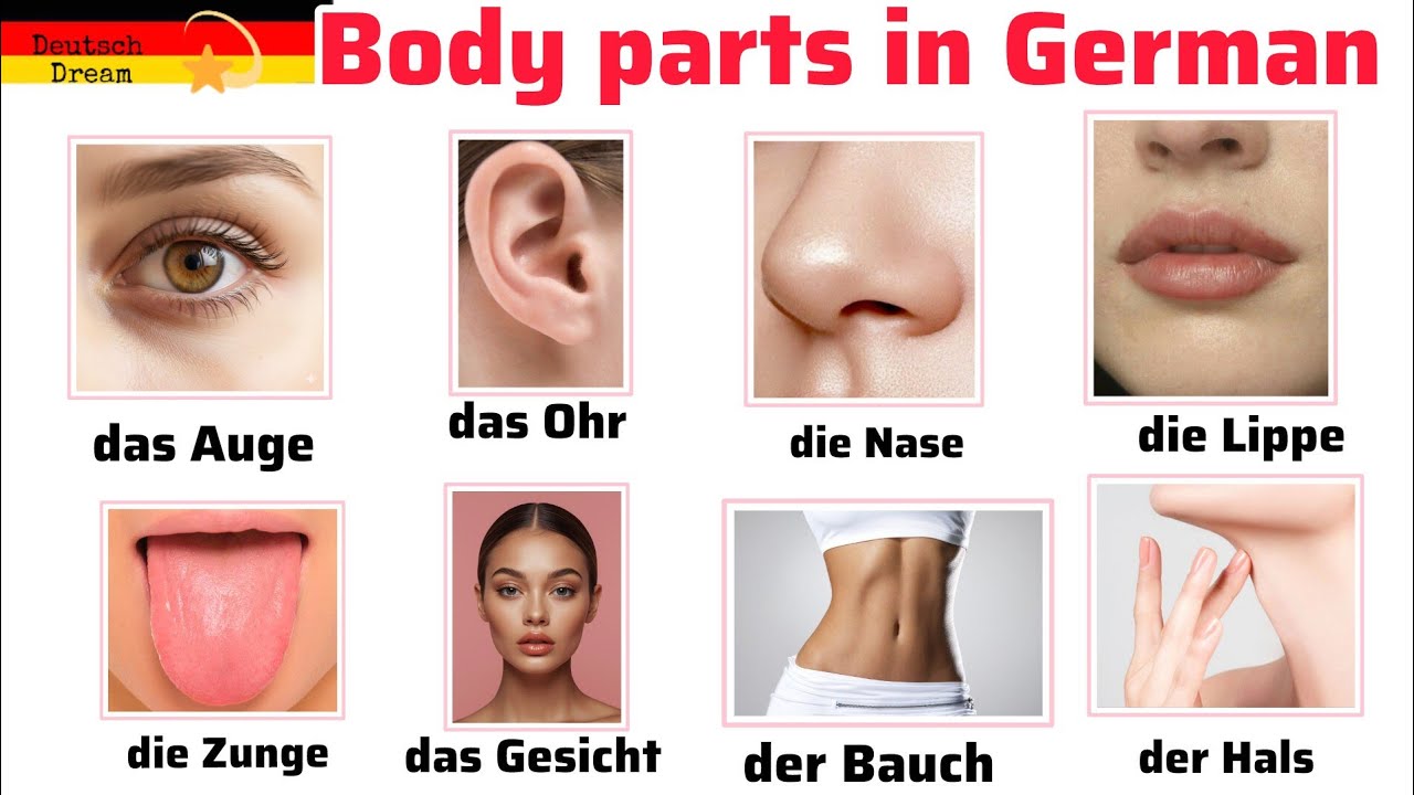 Body parts in German || German learning ||die Körperteile