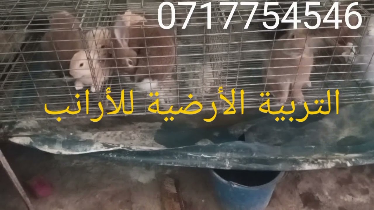 التربية الأرضية للأرانب نجاح تربية الأرانب أحسن طريقة للتربية الأرانب على الأرض للمبتدئ شاهد الفيديو