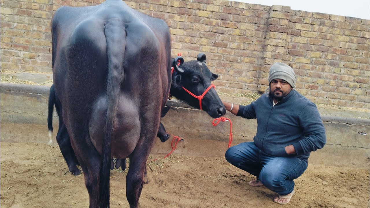 आज देंगे 18 लीटर दूध तैयार दूध की झोंटी 3 पशुधन खरीदे 18 से 23 लीटर निकाल कर खरीदे BHADU DAIRY FARM 