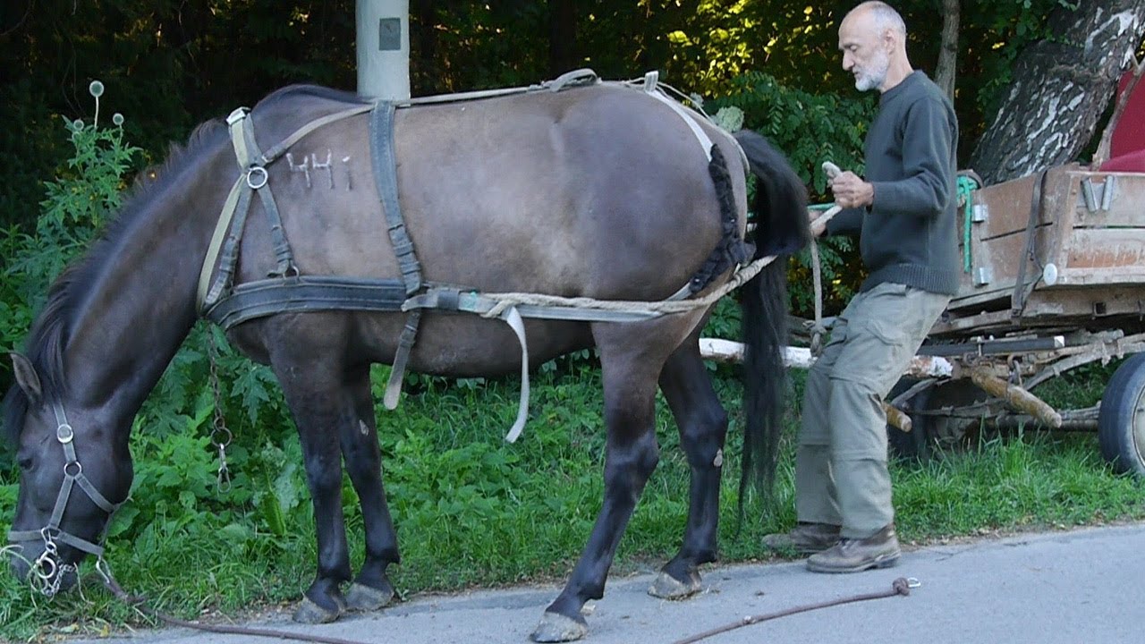 ZAPRZĘGANIE KONI KAPLICZKA