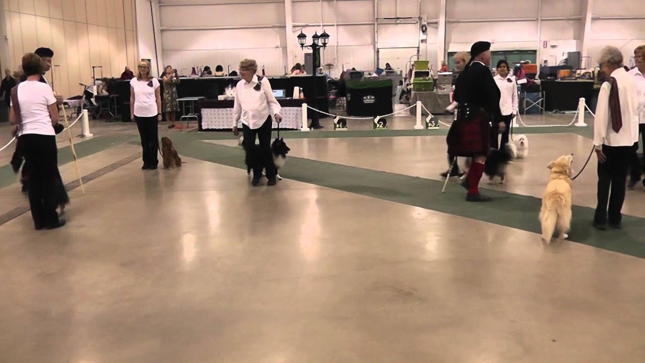 Scottish Country Dancing with Dogs May 2015