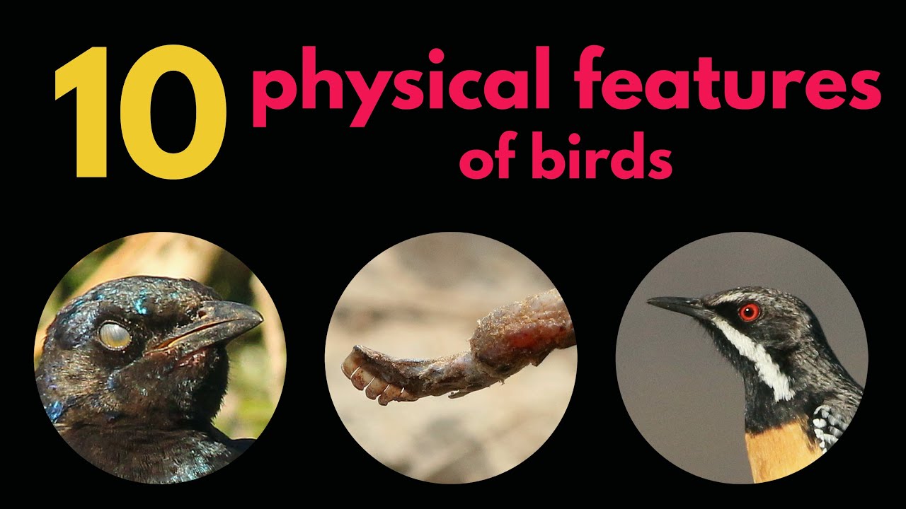10 physical features of birds