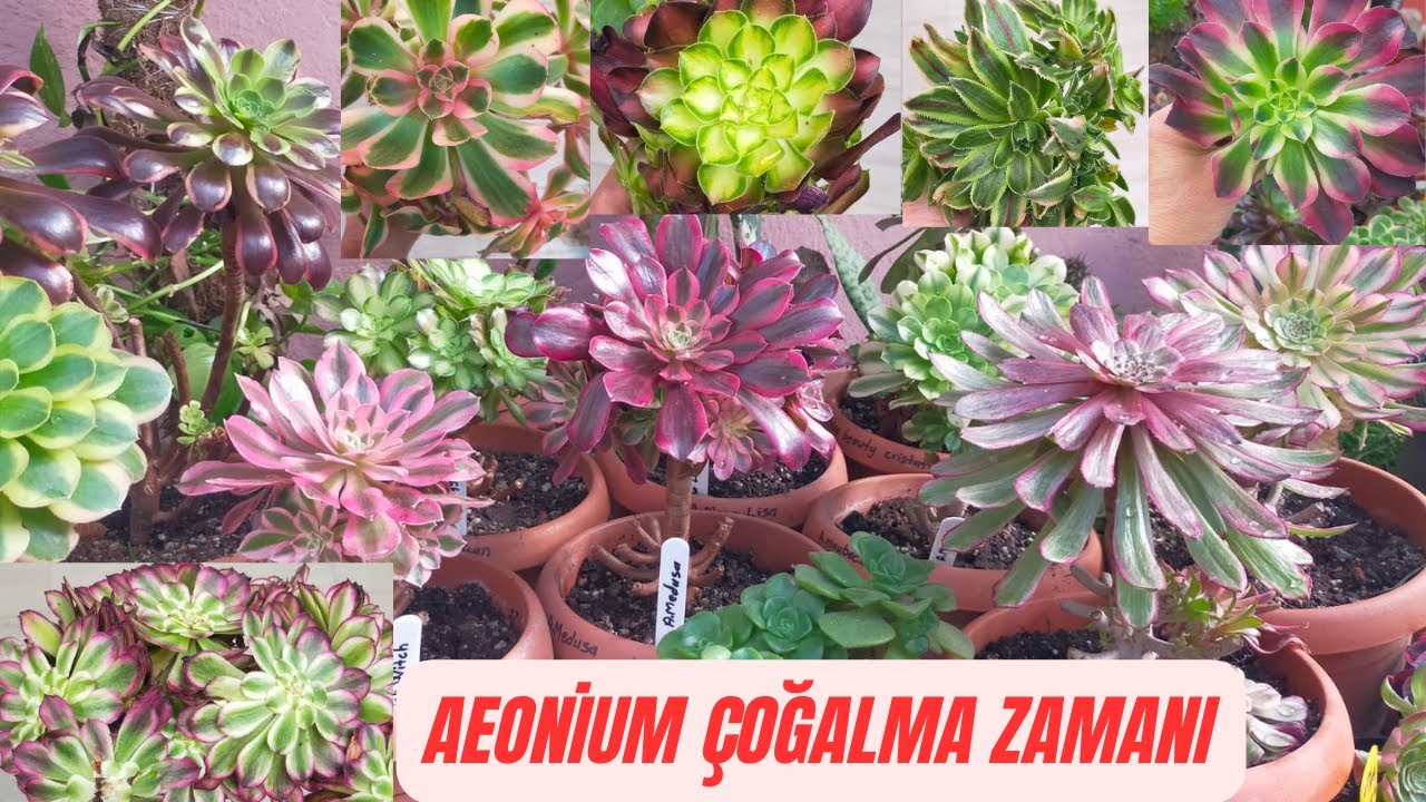 Aeonium Çoğaltma Zamanı/Aeonıum Çeliklerini Nasıl Köklendiriyorum