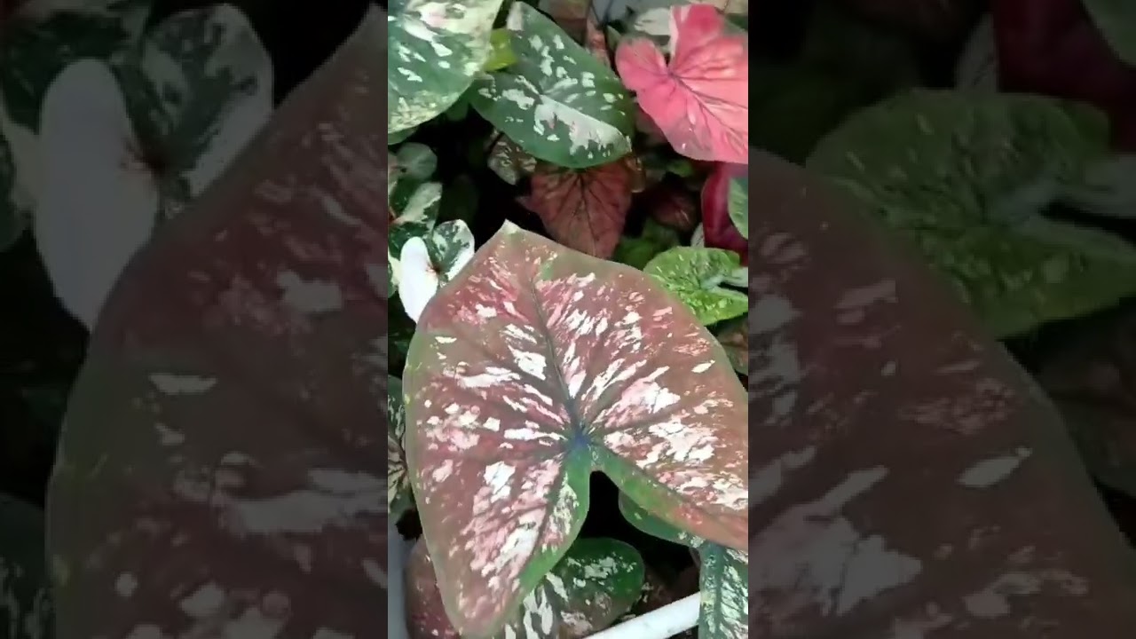 Caladium Hybrid  #mieegarden #keladihias #keladithailand #caladium #caladiumhybrid