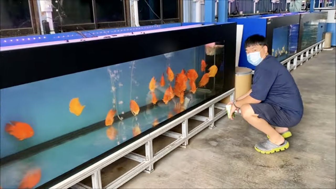 LIOW VIDEO: Qian Hu Fish Farm 仟湖鱼场之游