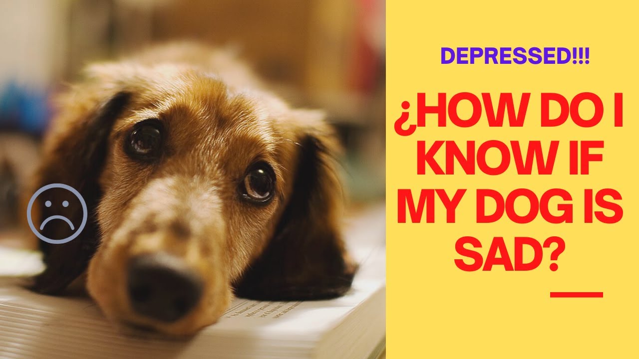 🐶☹ &iquest;How Do I KNOW If My DOG Is SAD?