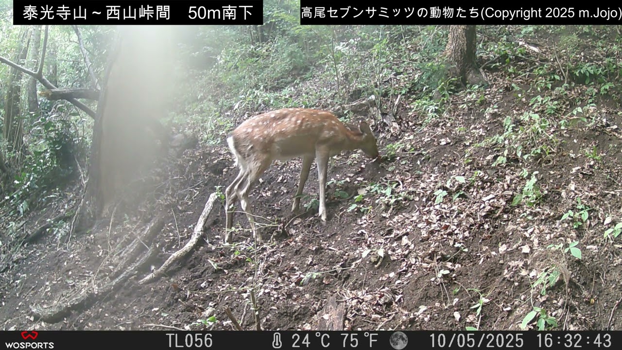 【2025年10月5日～7日】　ニホンジカ・イノシシ　(泰光寺山・西山峠間50mほど南下)